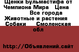 Щенки Бульмастифа от Чемпиона Мира › Цена ­ 1 000 - Все города Животные и растения » Собаки   . Смоленская обл.